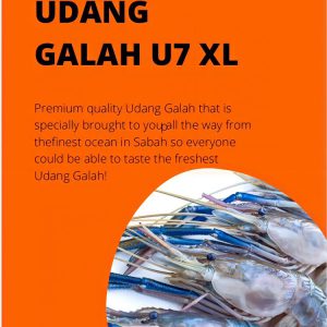 Udang Galah U7 XL (5 PCS)